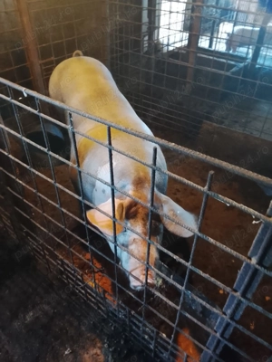 Vând porc pt Crăciun se arvuneaza din timp - imagine 4