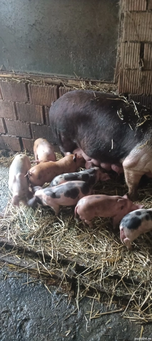 de vânzare nouă purcei de o lună 