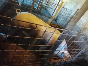 Vând porc pt Crăciun se arvuneaza din timp - imagine 2