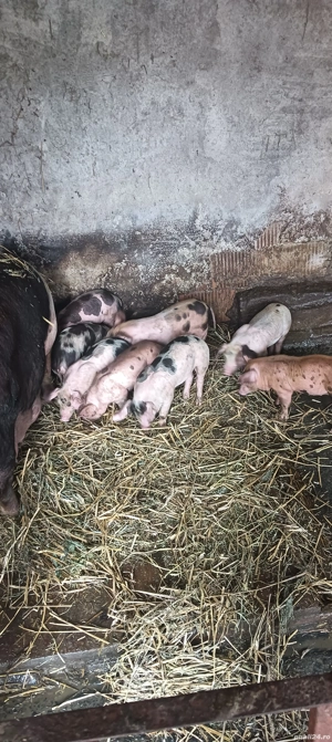 de vânzare nouă purcei de o lună  - imagine 3