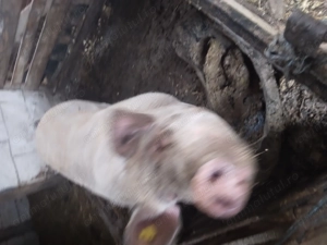 Vând purcei și porci pt taiat - imagine 4 Vând purcei și porci pt taiat - imagine 4