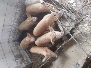 Vând purcei și porci pt taiat - imagine 5 Vând purcei și porci pt taiat - imagine 5