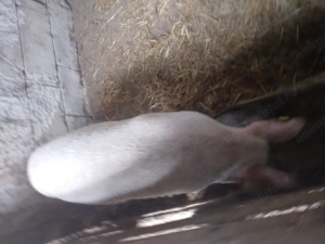 Vând purcei și porci pt taiat - imagine 2 Vând purcei și porci pt taiat - imagine 2