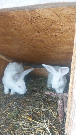 Vand iepuri rasă mixtă