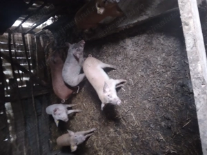 Vând purcei și porci pt taiat - imagine 3 Vând purcei și porci pt taiat - imagine 3