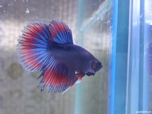 Masculi Betta pesti acvariu superbi - imagine 3