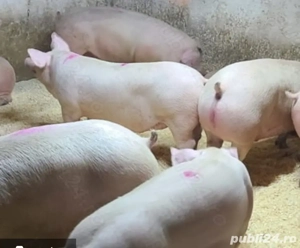 porci de vânzare  - imagine 3 porci de vânzare  - imagine 3
