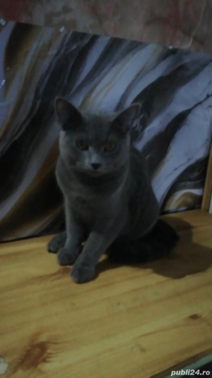 Pisic Tatăl Britis și mama Albastru de Rusia