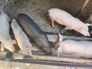 Porci de vânzare 