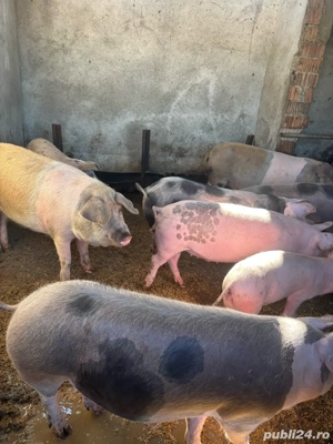 Porci de vânzare