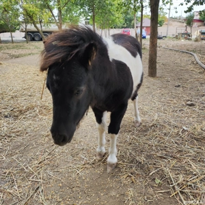 ponei mascul. fabricatie aprilie 2025