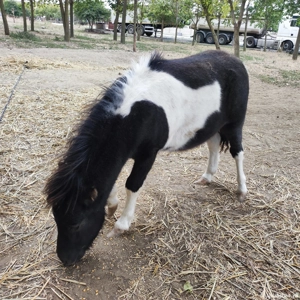 ponei mascul. fabricatie aprilie 2025 - imagine 3 ponei mascul. fabricatie aprilie 2025 - imagine 3