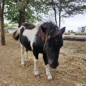 ponei mascul. fabricatie aprilie 2025 - imagine 2 ponei mascul. fabricatie aprilie 2025 - imagine 2