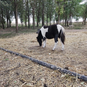 ponei mascul. fabricatie aprilie 2025 - imagine 5 ponei mascul. fabricatie aprilie 2025 - imagine 5