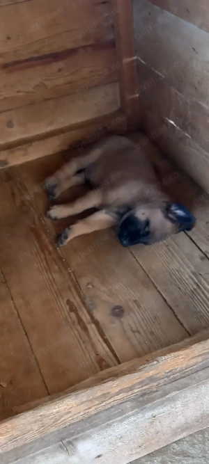 Câini ciobănești malinois - imagine 3