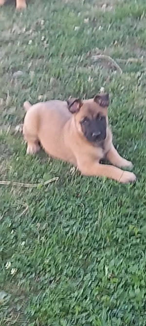 Câini ciobănești malinois - imagine 2