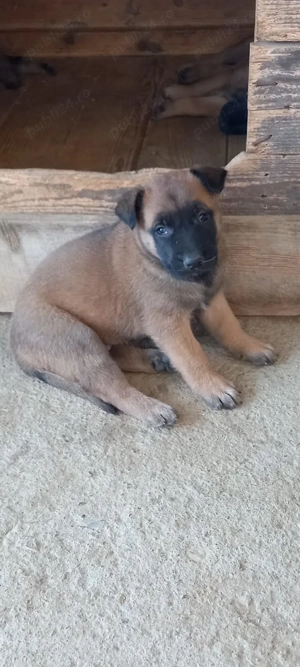 Câini ciobănești malinois - imagine 4