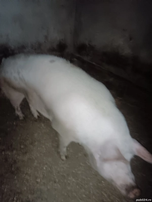 vând scroafă pietrean alb  - imagine 2 vând scroafă pietrean alb  - imagine 2