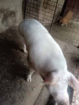 vând scroafă pietrean alb  - imagine 3 vând scroafă pietrean alb  - imagine 3