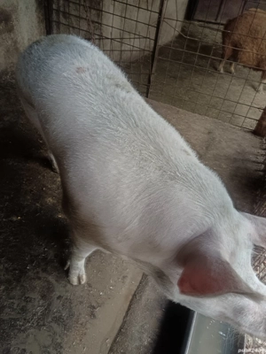 vând scroafă pietrean alb  - imagine 4 vând scroafă pietrean alb  - imagine 4