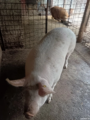 vând scroafă pietrean alb  - imagine 5 vând scroafă pietrean alb  - imagine 5
