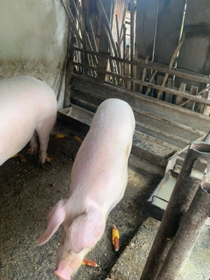 Vand porc 150 kg. - imagine 2