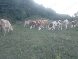 Vitele de vânzare! - imagine 2