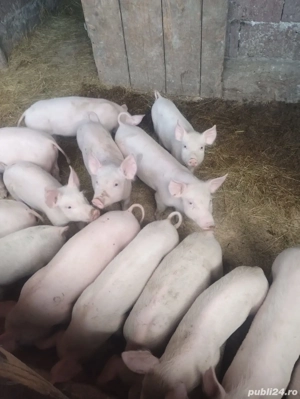 vând sau schimb grasuni