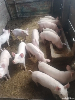 vând 13 grasuni - imagine 4