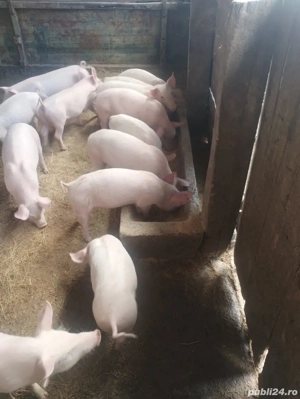 vând 13 grasuni - imagine 2