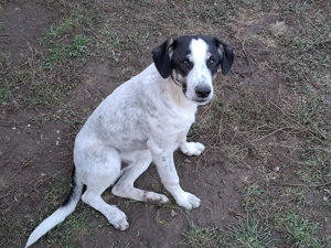 Pentru donatie catel de 5 luni, vaccinat, talie medie