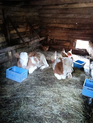 De vânzare vițele vârstă 2 luni.din vaci bune de lapte!