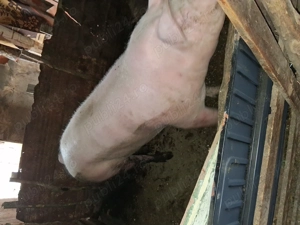 Vind scroafa intre 180-200 kg - imagine 2