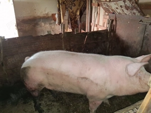 Vind scroafa intre 180-200 kg