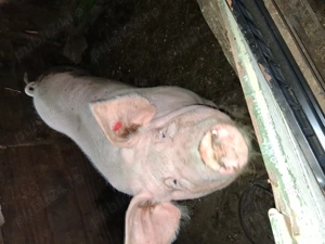 Vind scroafa intre 180-200 kg - imagine 4