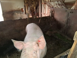 Vind scroafa intre 180-200 kg - imagine 3