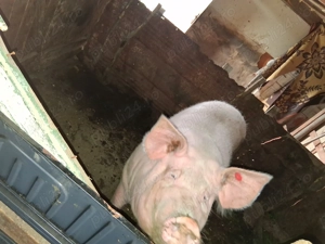 Vind scroafa intre 180-200 kg - imagine 6