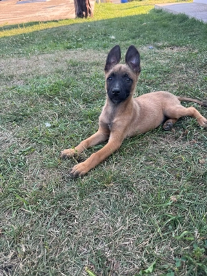 Belgian Malinois, 3 luni - imagine 3