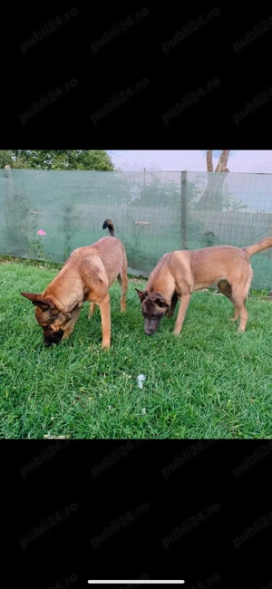 Belgian Malinois, 3 luni