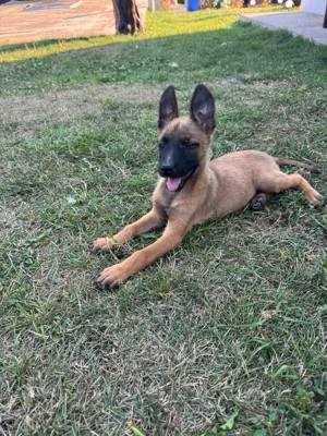 Belgian Malinois, 3 luni - imagine 5