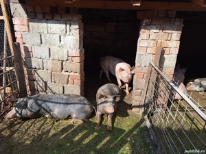 Vand porci - imagine 4