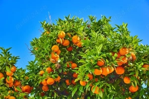 Munca Spania Agricultura  - imagine 2 Munca Spania Agricultura  - imagine 2