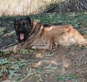 Vând câine ciobănesc  - imagine 4