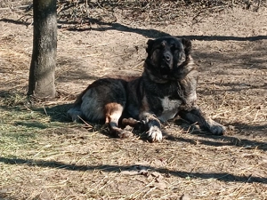 Vând câine ciobănesc 