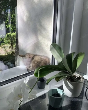 Cornisa - Inchiriere apartament 2 camere - Str. Argesului - imagine 13 Cornisa - Inchiriere apartament 2 camere - Str. Argesului - imagine 13