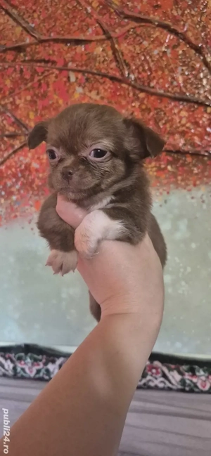 chihuahua fetita  - imagine 2 chihuahua fetita  - imagine 2