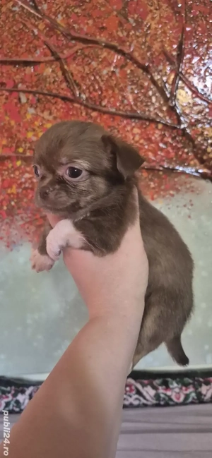 chihuahua fetita  - imagine 3 chihuahua fetita  - imagine 3