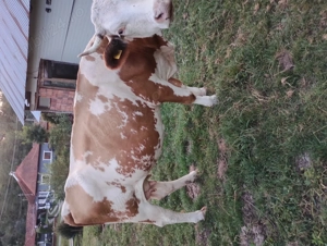 Vaca cu lapte împreună cu vițel baltat