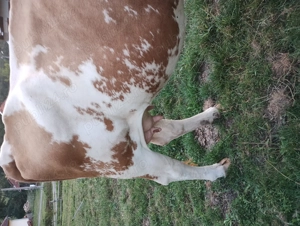 Vaca cu lapte împreună cu vițel baltat - imagine 3