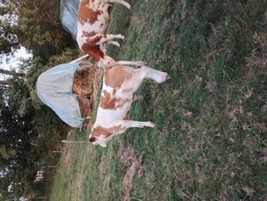 Vaca cu lapte împreună cu vițel baltat - imagine 2